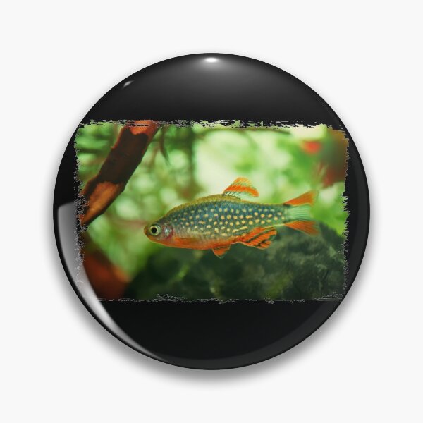Item preview, Perlhuhnbärbling, Karpfenfisch Danio margaritatus Freshwater fish, celestial pearl danio in the aquarium, is often as often referred as galaxy rasbora galaxy or Microrasbora Galaxy Animal aquascaping designed and sold by Marcin Adrian.
