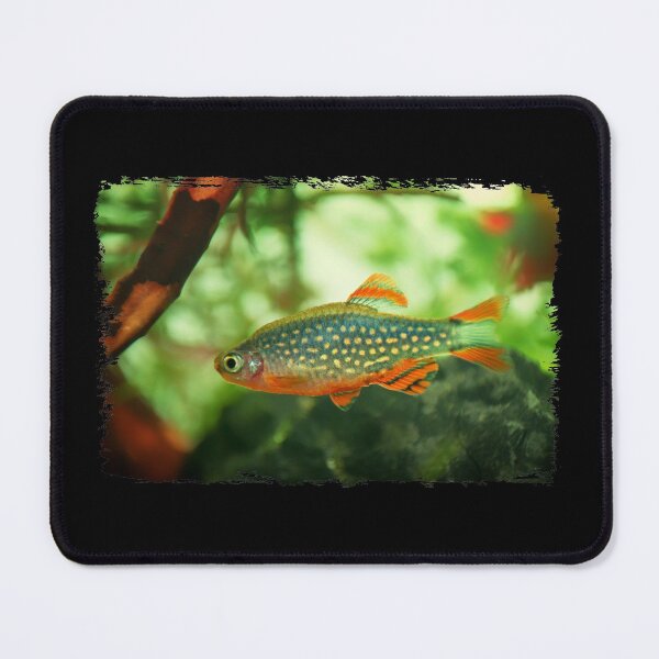 Item preview, Perlhuhnbärbling, Karpfenfisch Danio margaritatus Freshwater fish, celestial pearl danio in the aquarium, is often as often referred as galaxy rasbora galaxy or Microrasbora Galaxy Animal aquascaping designed and sold by Marcin Adrian.