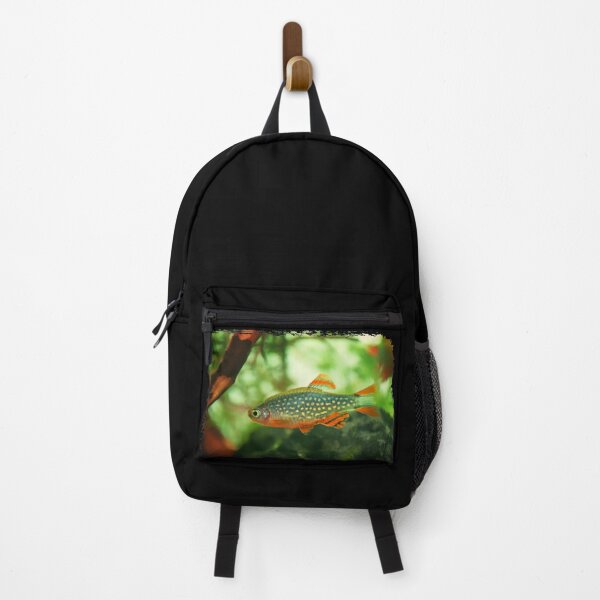 Item preview, Perlhuhnbärbling, Karpfenfisch Danio margaritatus Freshwater fish, celestial pearl danio in the aquarium, is often as often referred as galaxy rasbora galaxy or Microrasbora Galaxy Animal aquascaping designed and sold by Marcin Adrian.