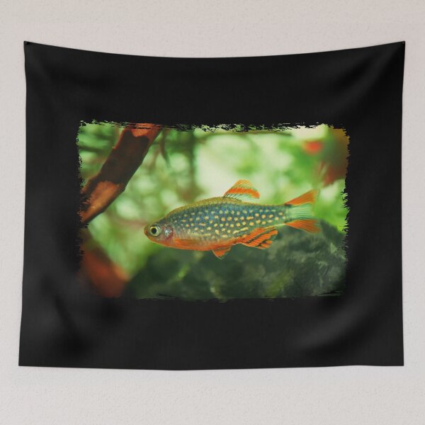 Item preview, Perlhuhnbärbling, Karpfenfisch Danio margaritatus Freshwater fish, celestial pearl danio in the aquarium, is often as often referred as galaxy rasbora galaxy or Microrasbora Galaxy Animal aquascaping designed and sold by Marcin Adrian.