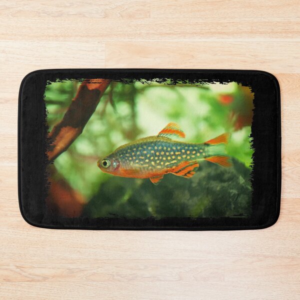 Item preview, Perlhuhnbärbling, Karpfenfisch Danio margaritatus Freshwater fish, celestial pearl danio in the aquarium, is often as often referred as galaxy rasbora galaxy or Microrasbora Galaxy Animal aquascaping designed and sold by Marcin Adrian.