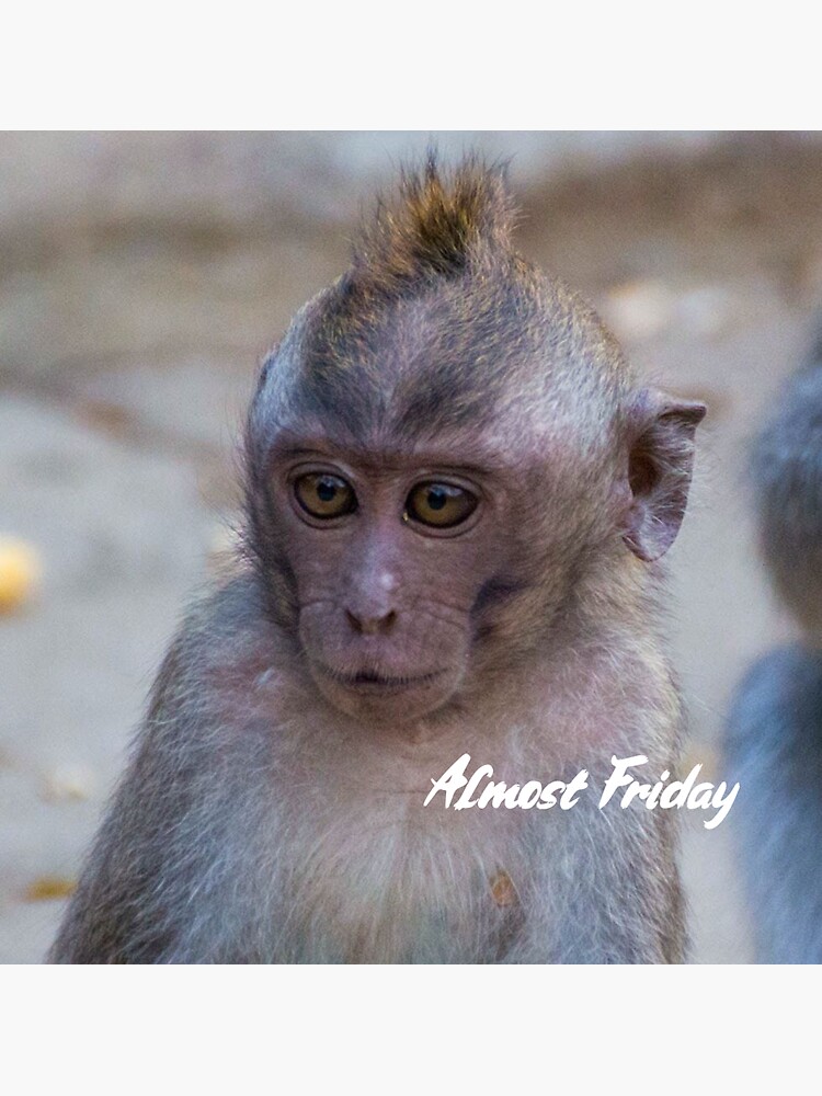 Fun Fact Friday: Cheeky Monkey