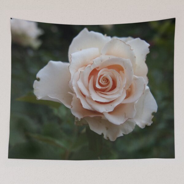 Item preview, Sicilian Rose from A Gardener's Notebook designed and sold by Douglas E. Welch Design and Photography.