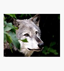 Timber Wolf 1 Photographic Print