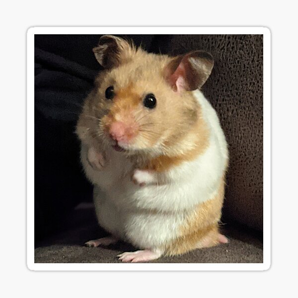 Artikel-Vorschau von Hamster sitzt auf dem Sofa, designt und verkauft von glide-products.