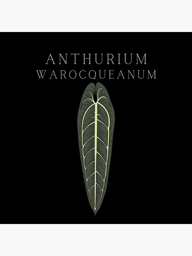 Anthurium Warocqueanum Queen Anthurium Poster For Sale By Maggiepicciano Redbubble