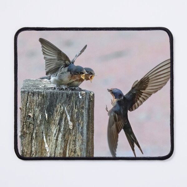 Item preview, Welcome swallow feeding young.  designed and sold by DaveBassett.