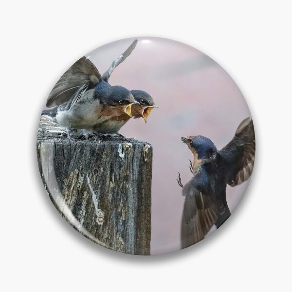 Item preview, Welcome swallow feeding young.  designed and sold by DaveBassett.