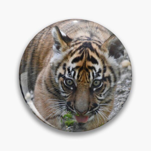 Item preview, Tongue Out Tiger Cub designed and sold by richardbryce.