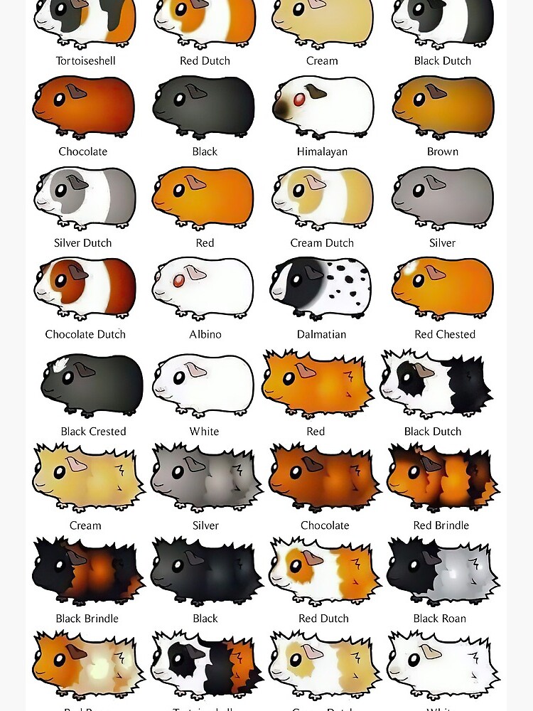 Different Breeds Guinea Pig Breed List All Types Of Guinea Pigs