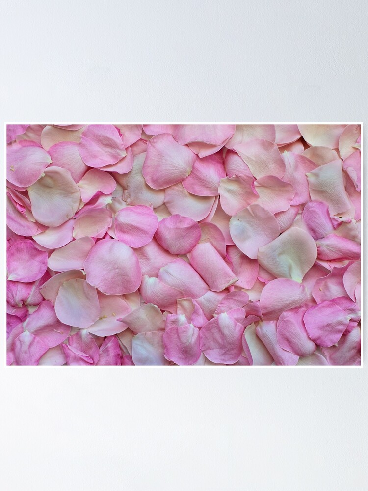 Thumbnail 1 of 3, Poster, Pink roses designed and sold by Xefa10.