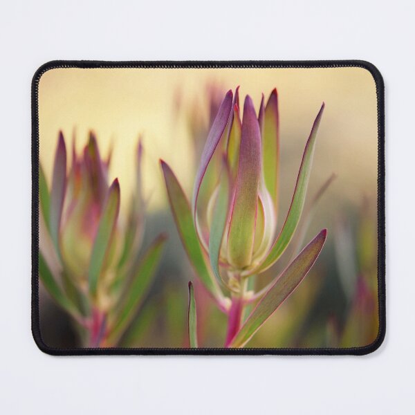 Item preview, Beauty of a Protea - Leucadendron Salignum designed and sold by imaginethis.