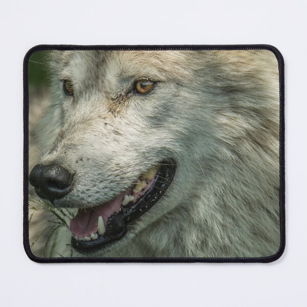 Item preview, Arctic Wolf Portrait designed and sold by Michael Cummings.