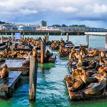 Premium Photo  This is pier 39 and the sea lions in san francisco.