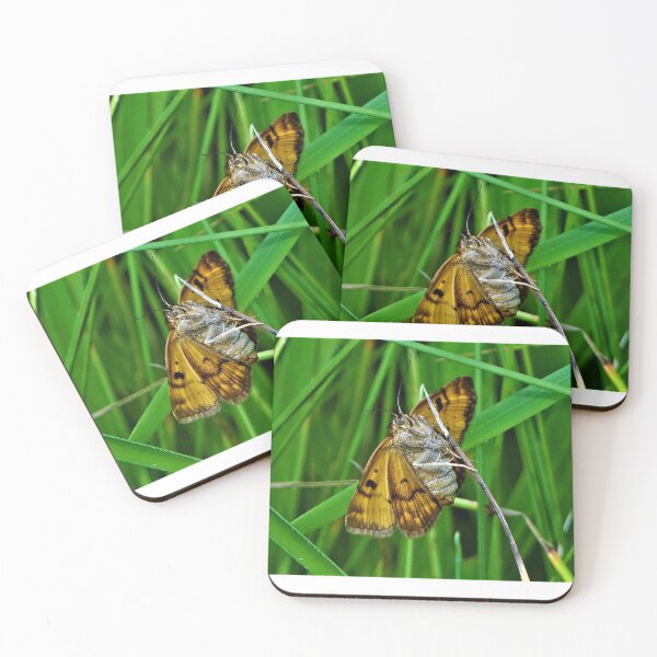 Item preview, insect designed and sold by rachariedel.