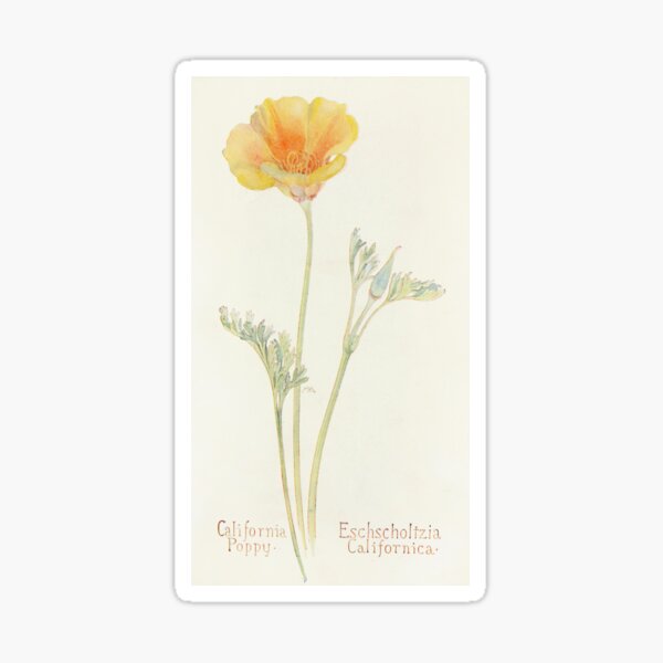 Item preview, California Poppy - Botanical Illustration designed and sold by chimakingthings.