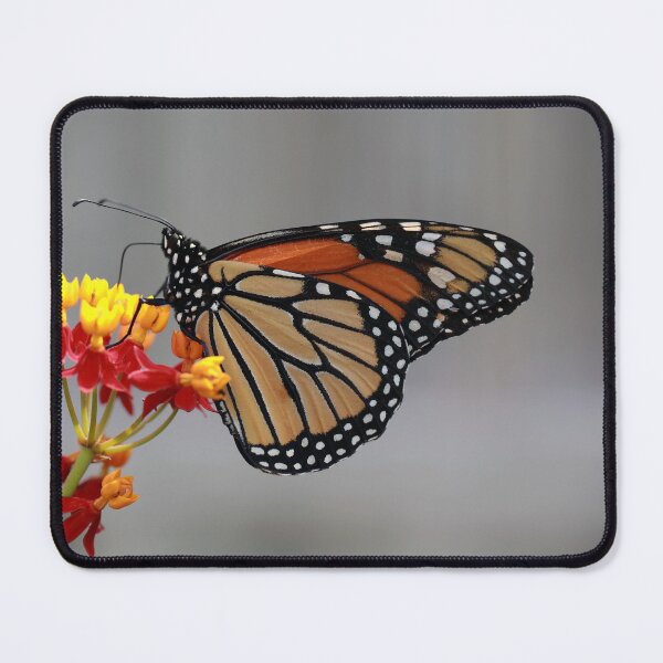 Item preview, Monarch on Milkweed designed and sold by StampCity.