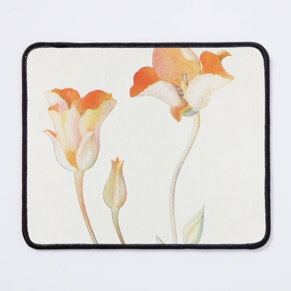 Item preview, Desert mariposa lily - Botanical Illustration designed and sold by chimakingthings.