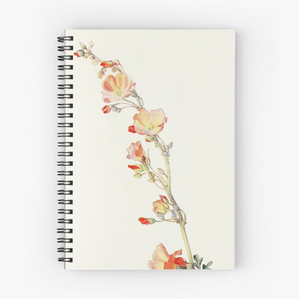Item preview, Munro's Globemallow - Botanical Illustration designed and sold by chimakingthings.