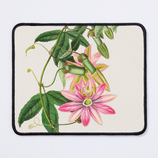 Item preview, Passiflora pinnatistipula - Botanical Illustration designed and sold by chimakingthings.