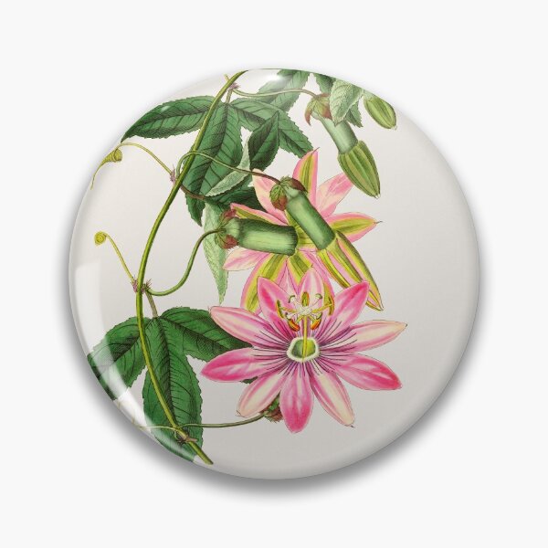 Aperçu de l'œuvre Passiflora pinnatistipula - Illustration botanique créée et vendue par chimakingthings.