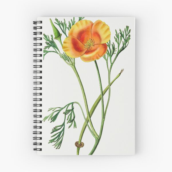 Item preview, California poppy - Botanical Illustration designed and sold by chimakingthings.