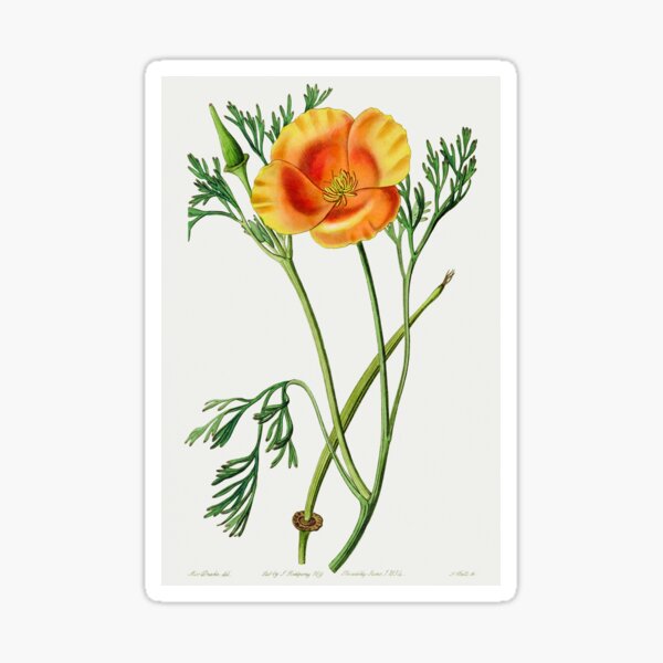 Item preview, California poppy - Botanical Illustration designed and sold by chimakingthings.