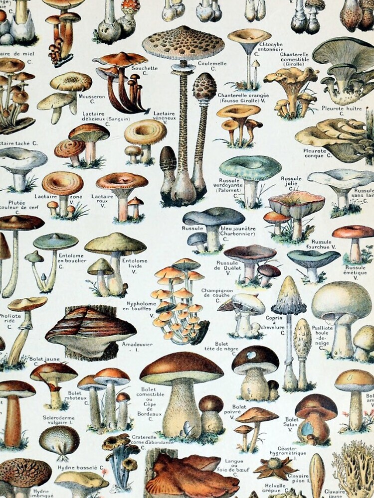 Disover Vintage Edible Mushroom Chart Iphone Case