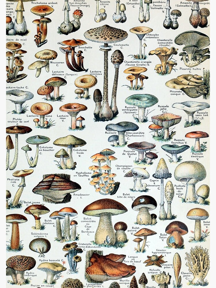 Vintage Edible Mushroom Chart by pdgraphics