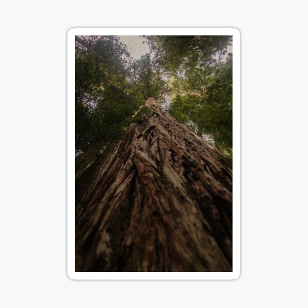 Redwood Tree Trunk Sticker