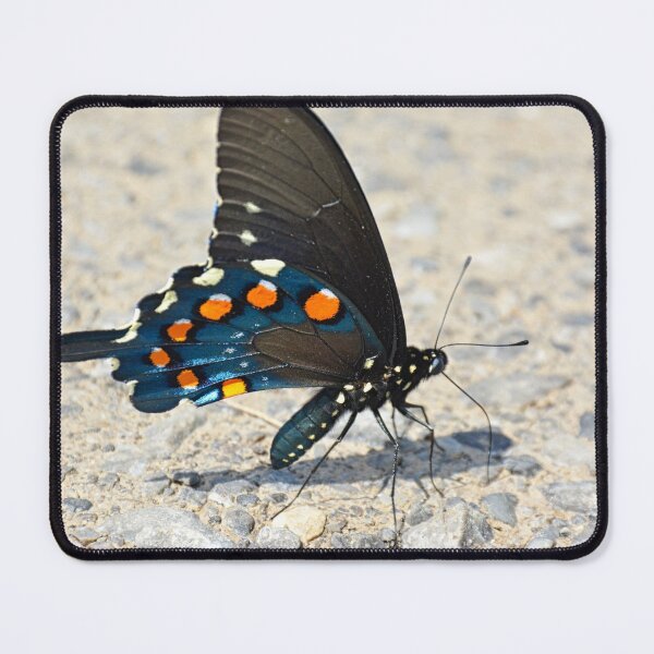 Item preview, Swallowtail Butterfly designed and sold by LisaWootenPhoto.
