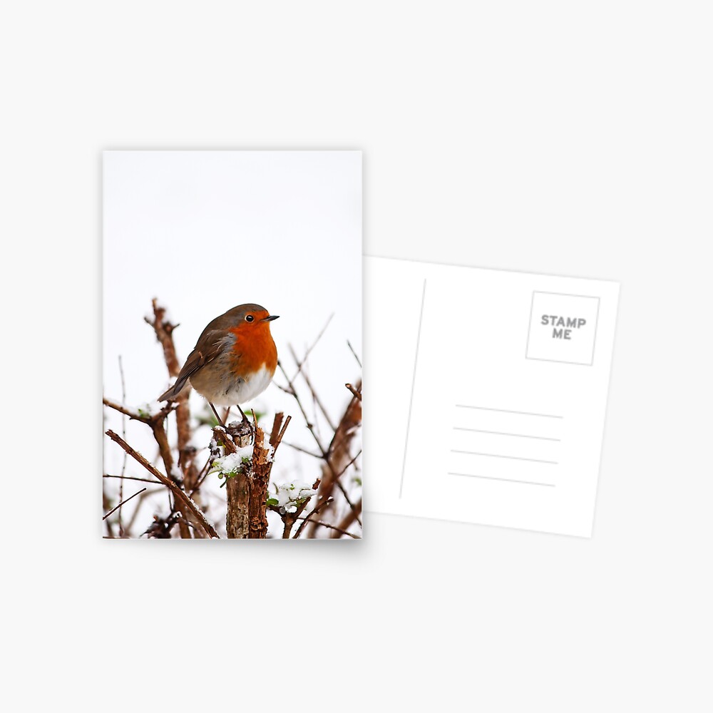 Item preview, Postcard designed and sold by Coigach.