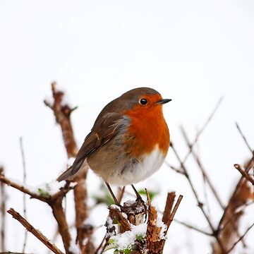 Artwork thumbnail, PORTRAIT: ROBIN ALONE by Coigach