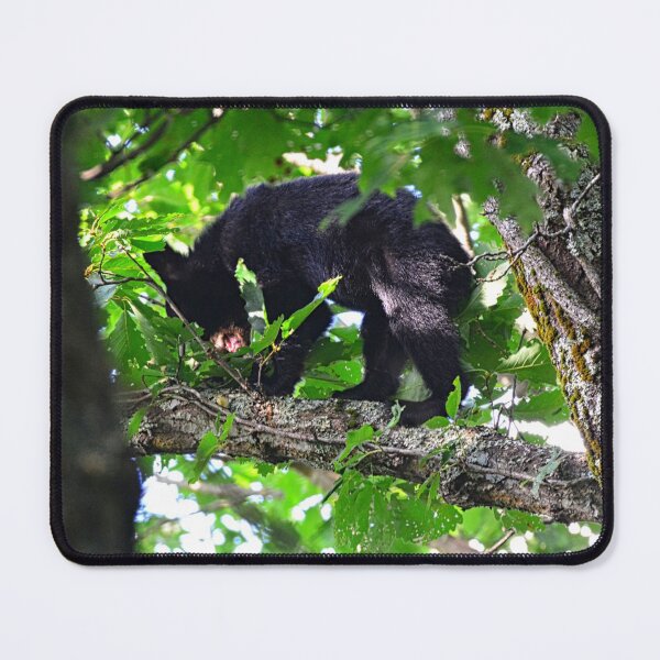 Item preview, Balancing Baby Black Bear designed and sold by LisaWootenPhoto.