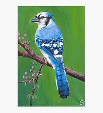 Blue Jay Photographic Print