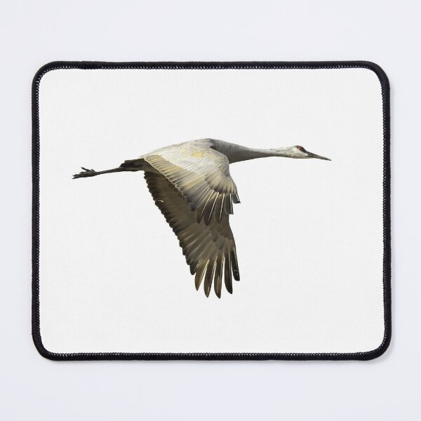 Item preview, Isolated Sandhill Crane 1-2021 designed and sold by Thomasyoung.