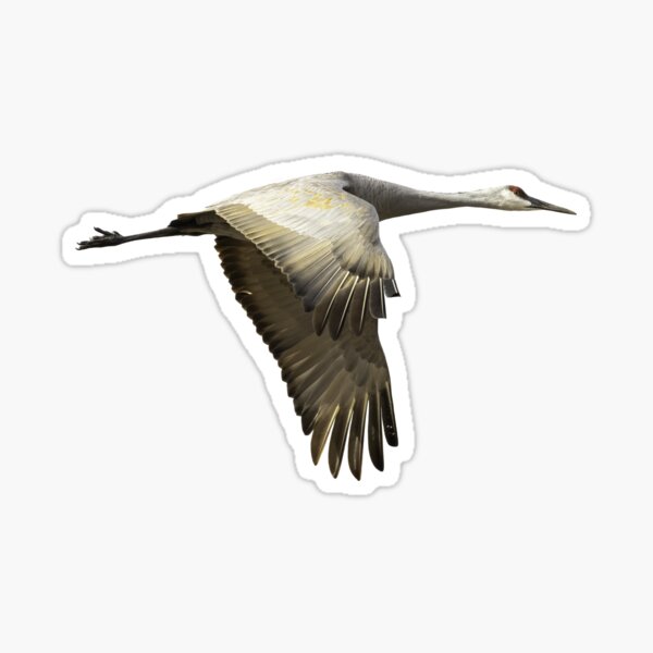 Item preview, Isolated Sandhill Crane 1-2021 designed and sold by Thomasyoung.