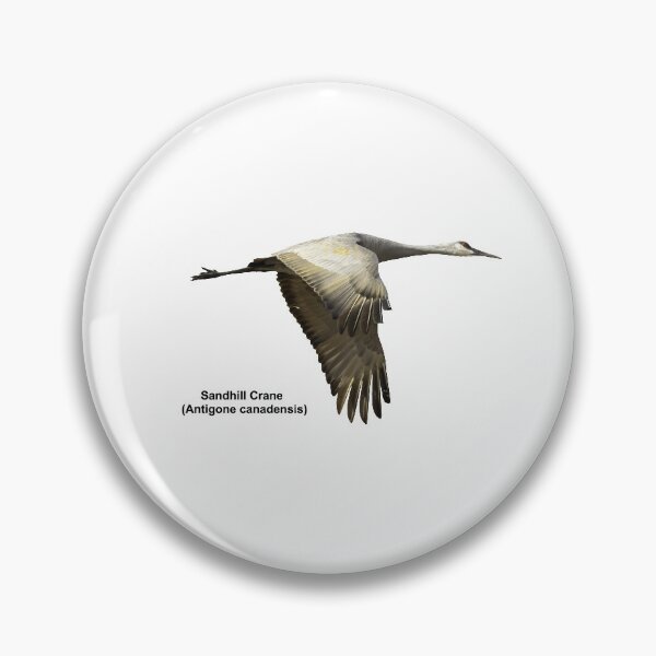 Item preview, Isolated Sandhill Crane 2-2021 designed and sold by Thomasyoung.