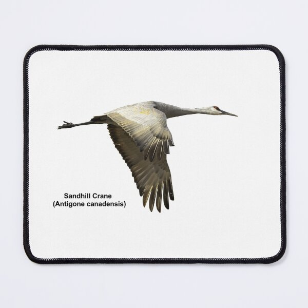 Item preview, Isolated Sandhill Crane 2-2021 designed and sold by Thomasyoung.