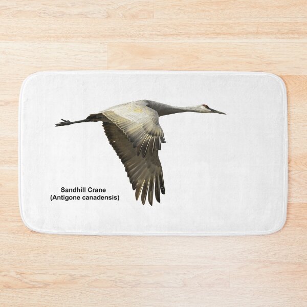 Item preview, Isolated Sandhill Crane 2-2021 designed and sold by Thomasyoung.