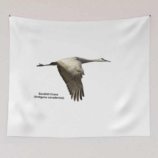 Item preview, Isolated Sandhill Crane 2-2021 designed and sold by Thomasyoung.