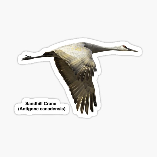 Item preview, Isolated Sandhill Crane 2-2021 designed and sold by Thomasyoung.