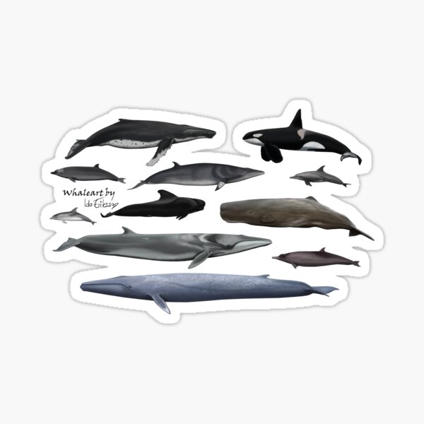 Item preview, Cetaceans without background  designed and sold by Ida Eriksson.
