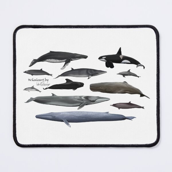 Item preview, Cetaceans without background  designed and sold by Ida Eriksson.