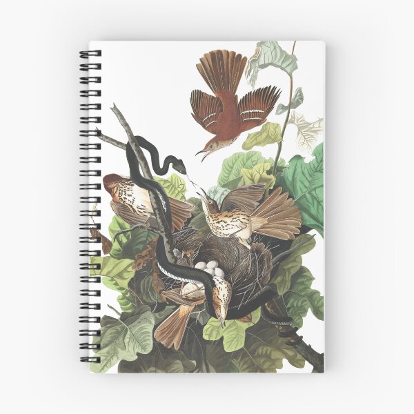Item preview,  Brown Thrasher - John James Audubon designed and sold by billythekidtees.