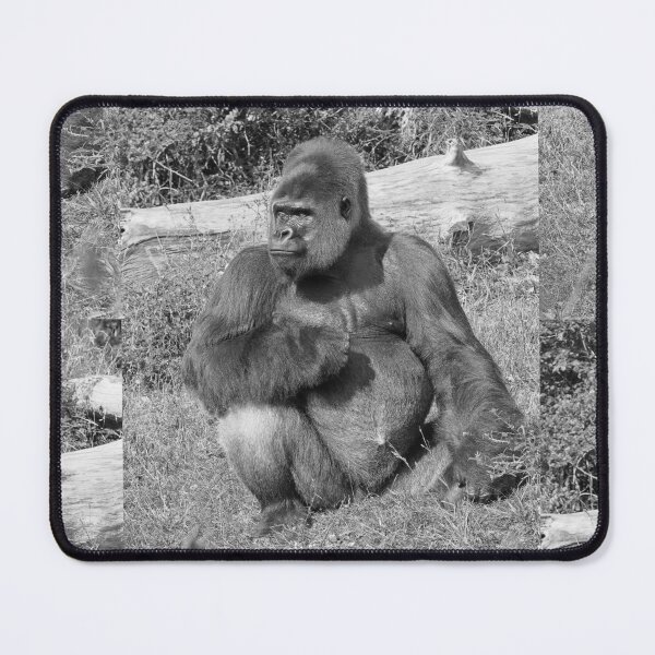 Item preview, r798/  New finition 2021: A gorilla " Silver Back " (7 n&b) (h) "  Star d'un jour... "  Okaio Créations -  Olavia - Olao designed and sold by o.okaïo.