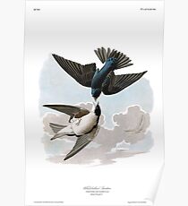 Worm-eating Warbler - John James Audubon Poster