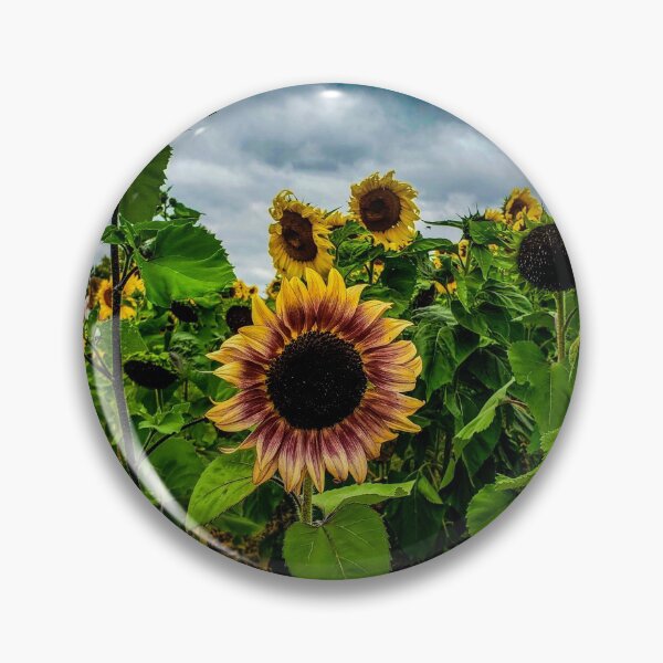 Item preview, Sunflower Field Photography designed and sold by Jeda1429.