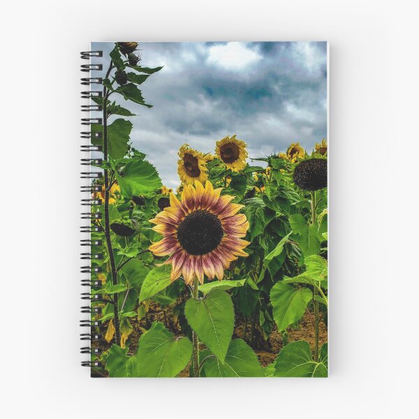 Item preview, Sunflower Field Photography designed and sold by Jeda1429.