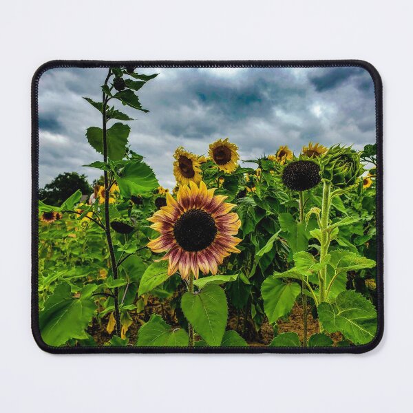 Item preview, Sunflower Field Photography designed and sold by Jeda1429.